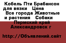 Кобель Пти Брабансон для вязки › Цена ­ 30 000 - Все города Животные и растения » Собаки   . Пермский край,Александровск г.